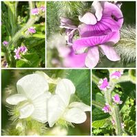 枝豆,大豆,大豆,白い花,癒しの画像