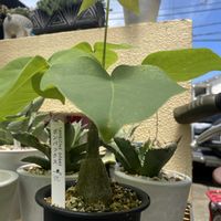 多肉植物,観葉植物,珍奇植物,多肉女子,⊂( ・________・ )⊃のボンバックスの画像