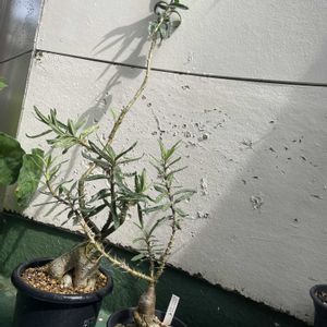 パキポディウム・サキュレンタム,パキポ達,天馬空,ぼくモル鉢,パキポディウム属の画像