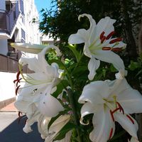 カサブランカ,ユスラウメ,白い花,GS句会,２０２０年５月同期の画像