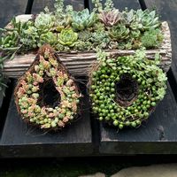 多肉植物,多肉寄せ植え,カフェオレのリースの画像