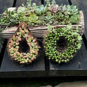 多肉植物,多肉寄せ植え,カフェオレのリースの画像