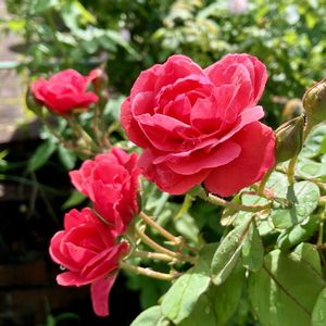 雨上がり,薔薇♪,イングリッシュガーデン,スマホ撮影,お花は癒しの画像