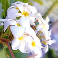 プルメリア,フランジパニ,pua melia,プルメリア サモアンフラッフ,花のある暮らしの画像