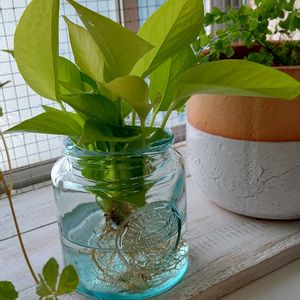 ポトスライム,観葉植物,キッチンの画像