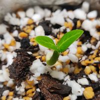 パキポディウム,パキポディウム アンボンゲンセ,塊根植物,実生,発芽の画像