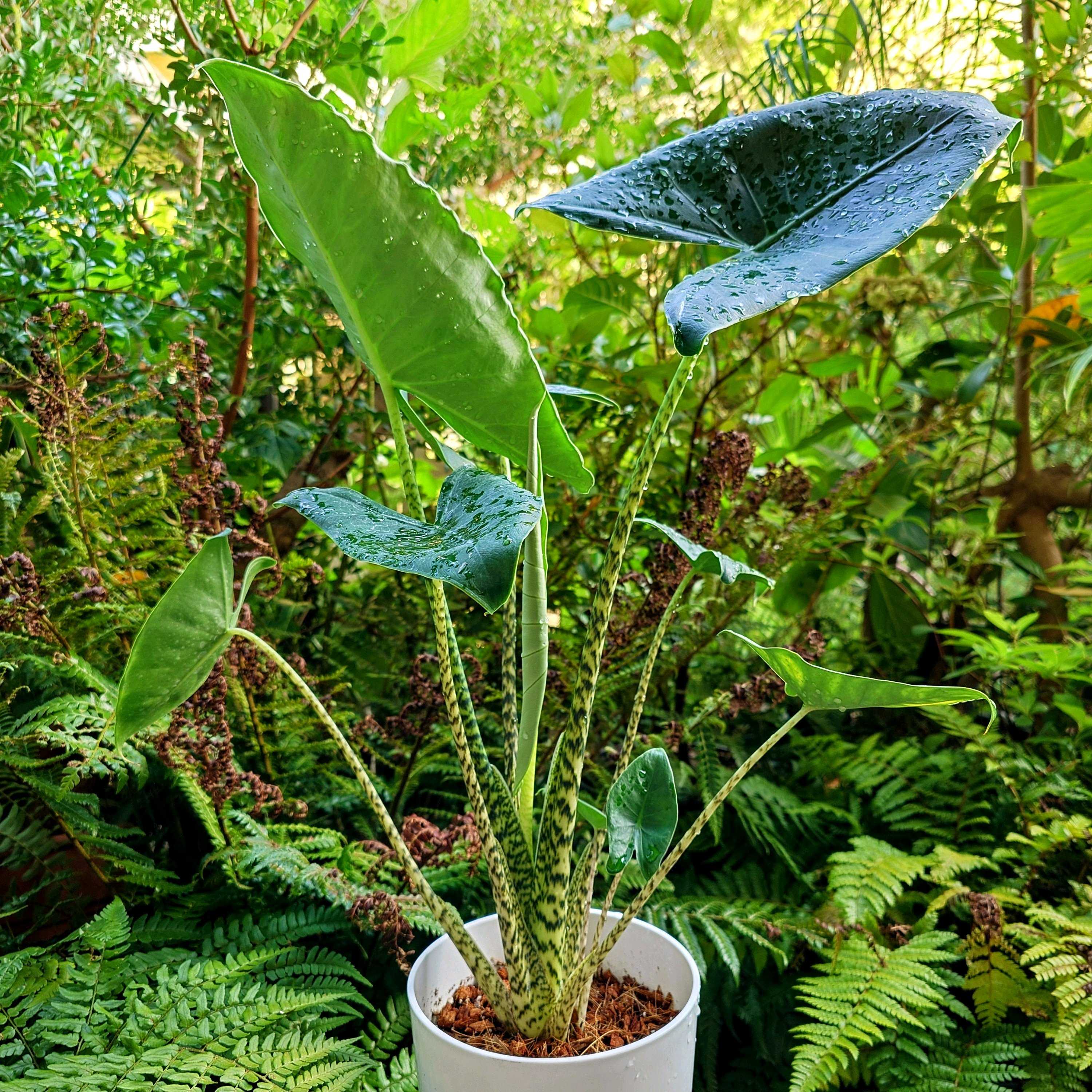 希少 アロカシア アズラニー オーレア Rare houseplant] Alocasia azlanii - characteristics, how to
