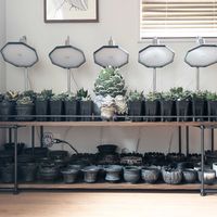 多肉植物,agave,アガベ属,珍奇植物,ビザールプランツの画像
