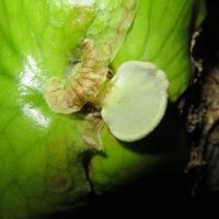 コウモリラン・ホルタミー,観葉植物,新芽,癒し,インテリアグリーンの画像