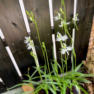 サギソウ,サギソウ,鷺草,青メダカ,サギソウ（鷺草）の画像