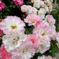 ウツギ,バラ,薔薇,バラ アンジェラ,アンジェラの画像