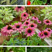 アーティチョーク,エキナセア,マリーゴールド,ヒューケラ,オオベンケイソウの画像