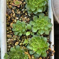 レティジア,パープルヘイズ,マッコス,エレガンス,エレガンスの画像