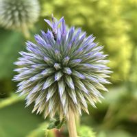 ルリタマアザミ,弁天ふれあいの森公園の画像