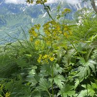 オミナエシ,高山植物,ハクサンオミナエシ,山野草の画像