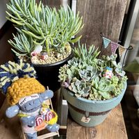 桜吹雪,美空の鉾,ポロックス,美空鉾(みそらのほこ),全国オヤジ連合会の画像