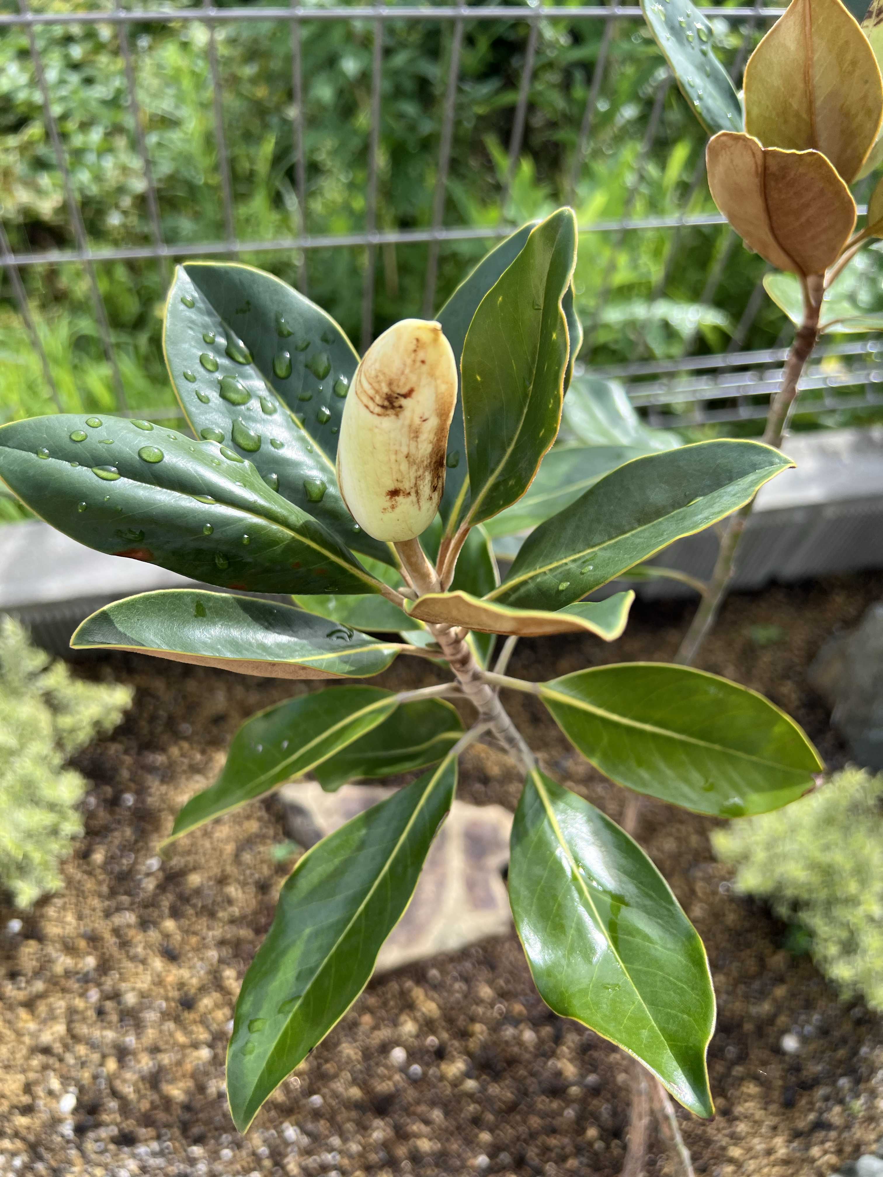 パリートランカータ役35センチ アガベ パリー トランカータの一覧｜🍀GreenSnap（グリーン