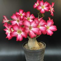 多肉植物,観葉植物,塊根植物,コーデックス,アデニウム属の画像