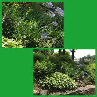 アガパンサス,ギボウシ,ドクダミ,ヒメヒオウギズイセン,ヒオウギの画像