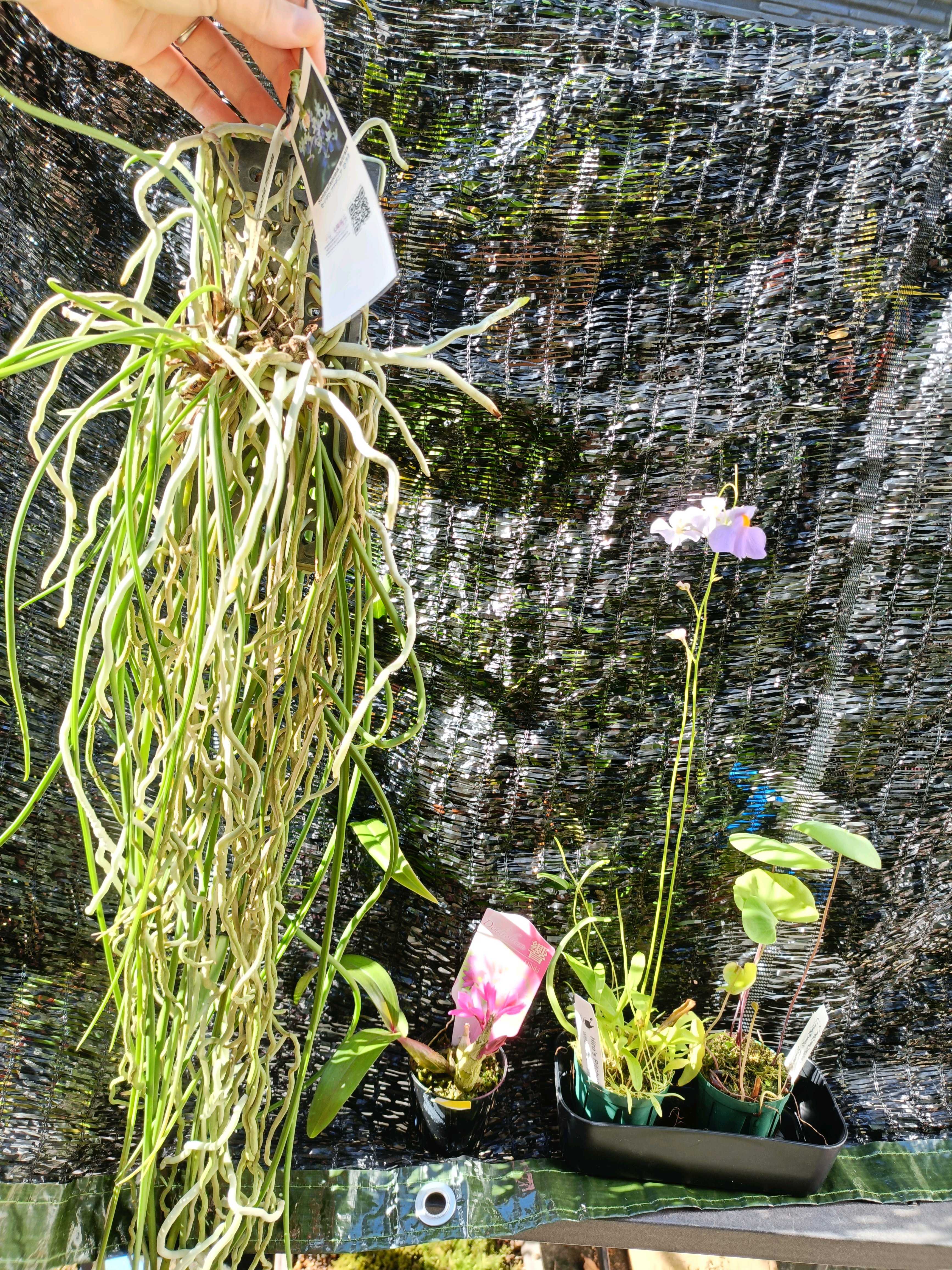 セイデンファデニア ミトラタの一覧｜🍀GreenSnap（グリーン