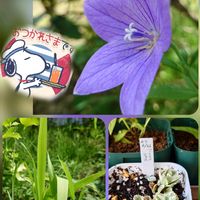 オダマキ,キキョウ,アトランティス,ヒオウギ,キバナヒオウギの画像