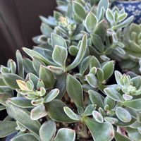 ハムシー,エケベリア　ハムシー,多肉植物,エケベリア属,ハムシー♪の画像