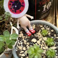 ウェンディ,エーフェ,センペルビウム スプラッシュ,ジョビバルバ ヒルタ変種オリンピカム,ジョビバルバ ヒルタ ニコルの画像