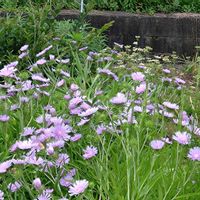 アグロステンマの画像