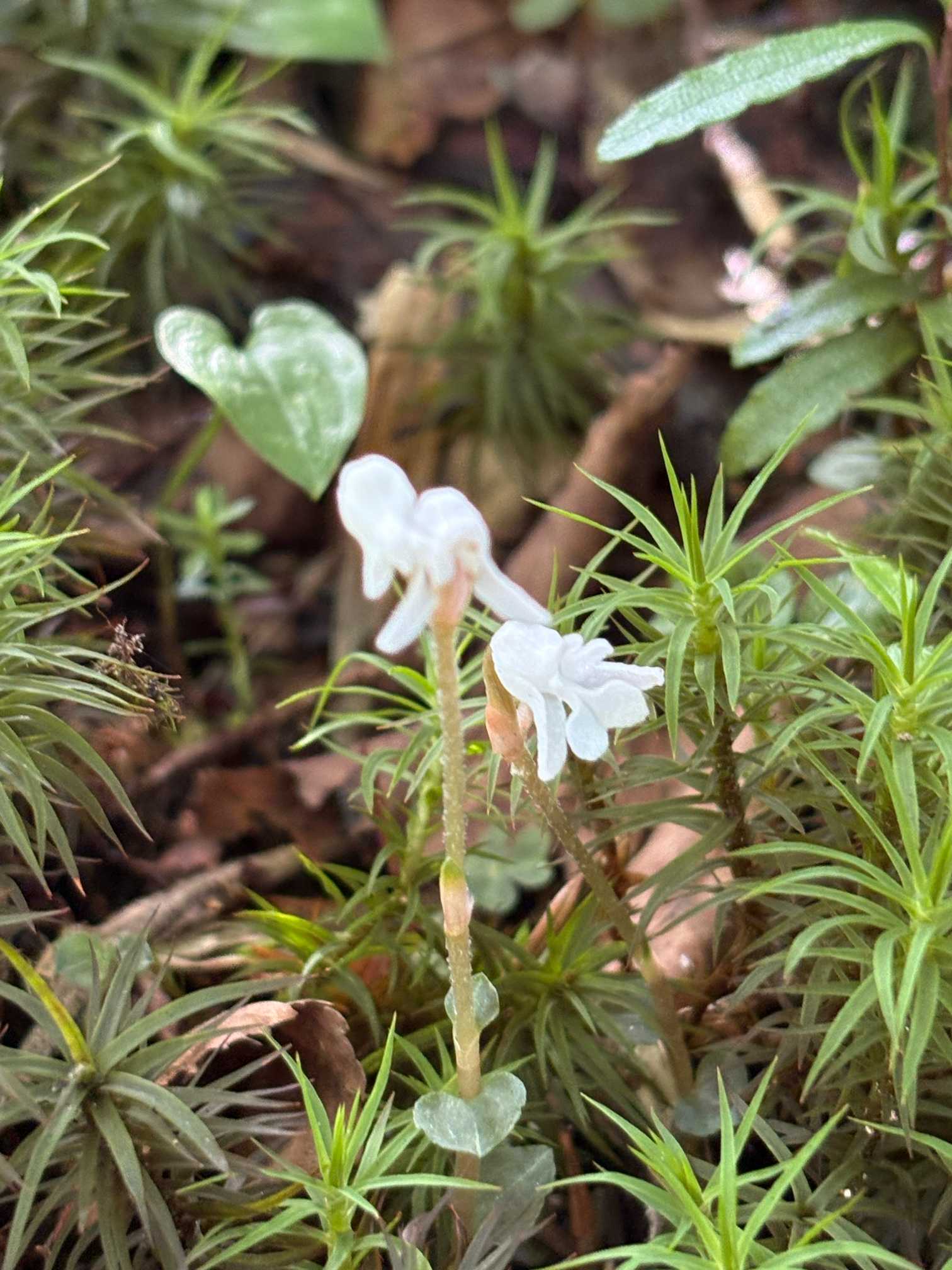 早池峰山の夏のお花 2025.7.19撮影｜🍀GreenSnap（グリーンスナップ）
