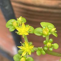 マルバマンネングサ,庭の画像