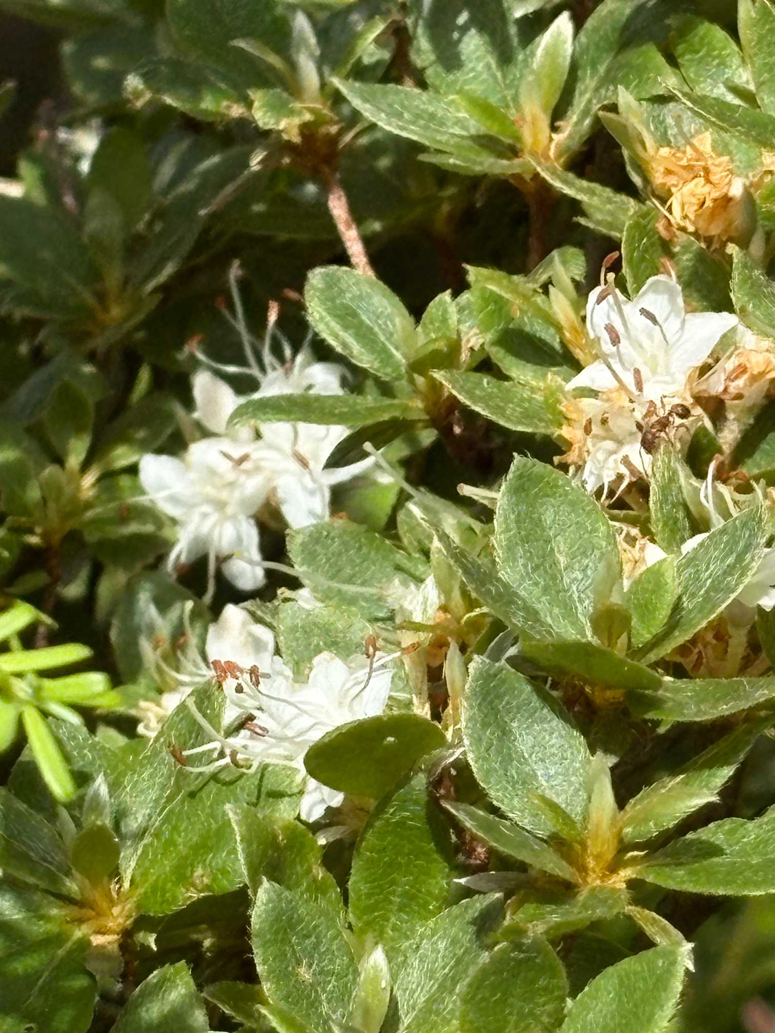 早池峰山の夏のお花 2025.7.19撮影｜🍀GreenSnap（グリーンスナップ）
