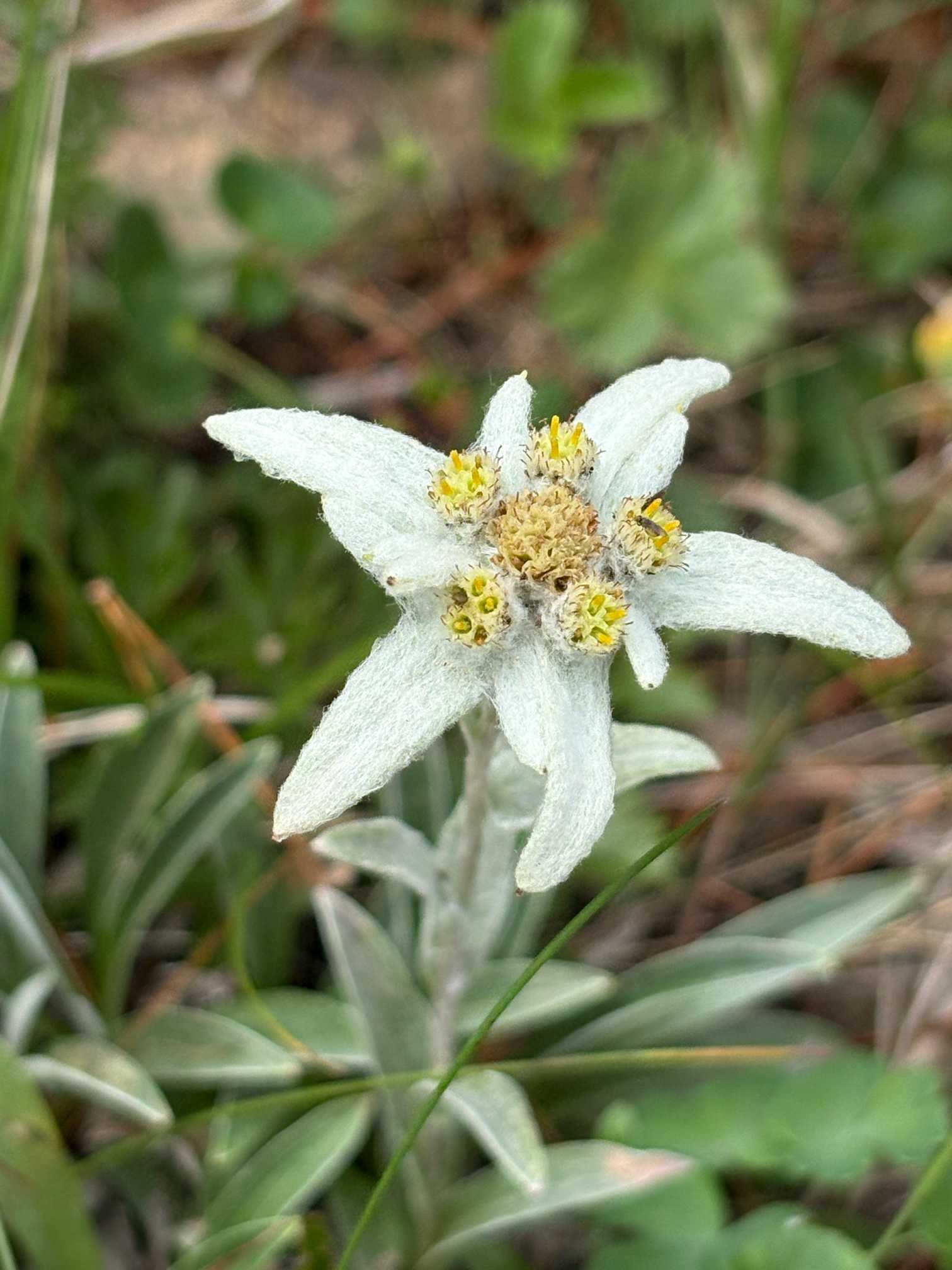爆誕⭐︎気泡あり⭐︎ヤオガンシャン　カルサイト共生「勿忘草色」フローライト 早池峰山の夏のお花 2025.7.19撮影｜🍀GreenSnap（グリーンスナップ）