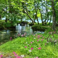 クリンソウ,山野草,景色,ウォーキング,お出かけ先の画像