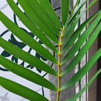 ザミア,蘇鉄,ザミア フロリダーナ,ザミア フロリダーナ,ザミア・フロリダーナの画像