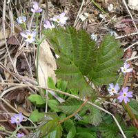 ユキワリソウ,ムラサキ科,高山植物類,八方尾根,キュンキュン乙女倶楽部の画像