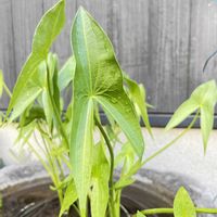 ピーマン,ササゲ,コリンキー,クワイ,水生植物の画像