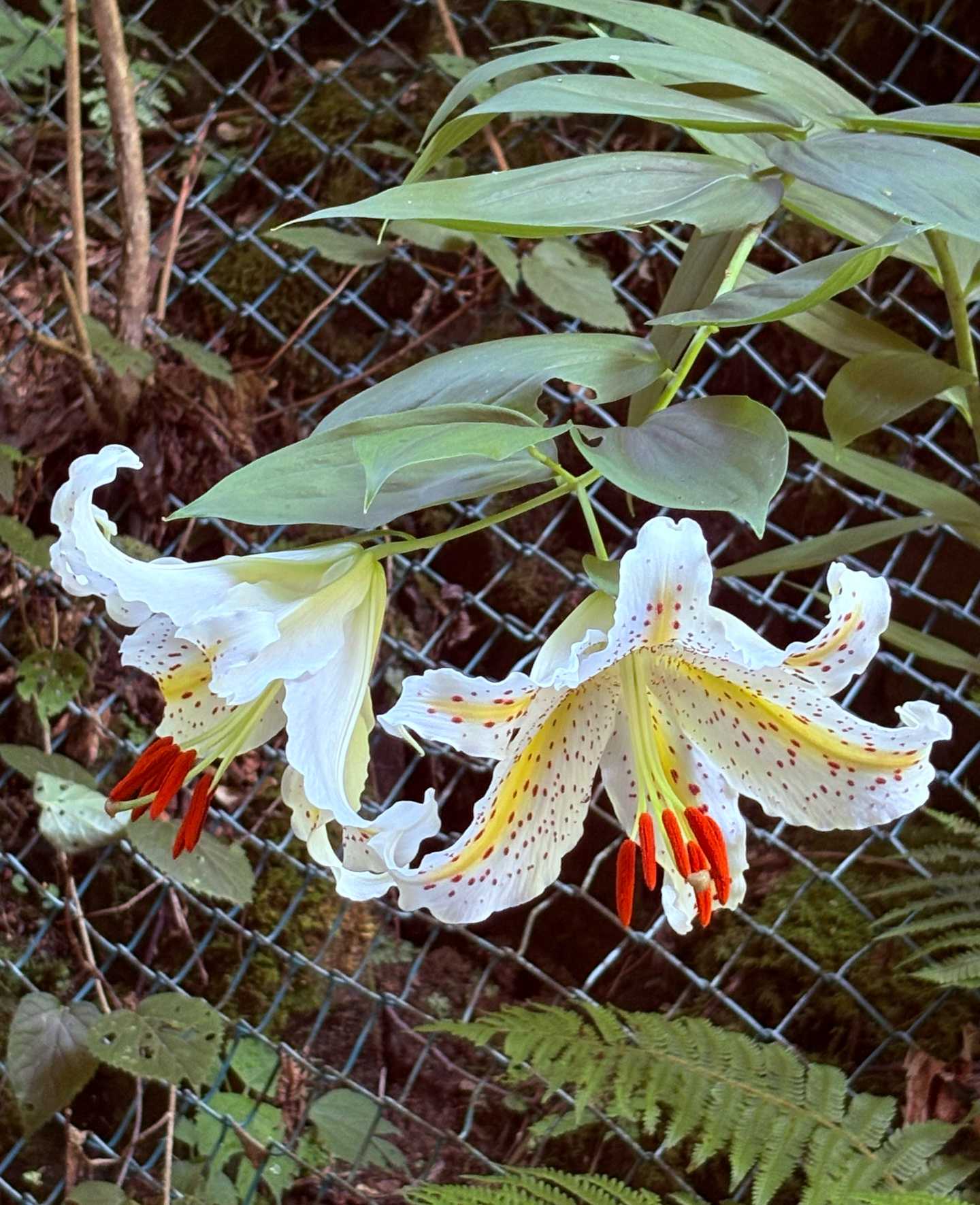 早池峰山の夏のお花 2025.7.19撮影｜🍀GreenSnap（グリーンスナップ）