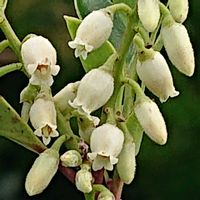 シャシャンボの画像