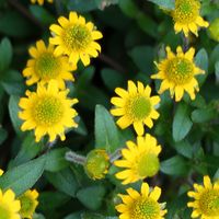 エキナセア,サンビタリア,マンションの花壇,日曜ビタミンカラー♪,ニコニコ日曜日の画像