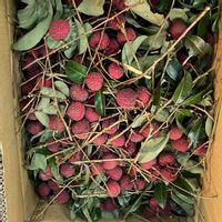 ライチ,ライチ,園芸店,フルーツ,花のある暮らしの画像