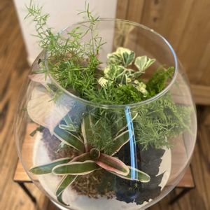 シマトネリコ,シンゴニウム,ポトス・エンジョイ,スコッチシダ,アスプレニウムの画像