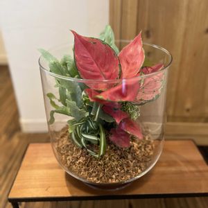 ソテツ,フレボディウム ブルースター,ポリシャス スノープリンセス,アグラオネマ ビューティー,くるくるオリヅルランの画像