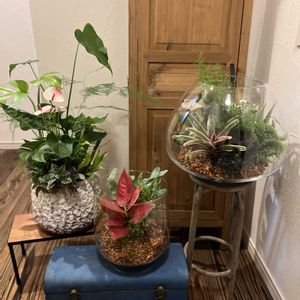 ネオレゲリア・ファイヤーボール,アンスリウム ミスティーク,アグラオネマ ビューティー,寄せ植え,観葉植物の画像