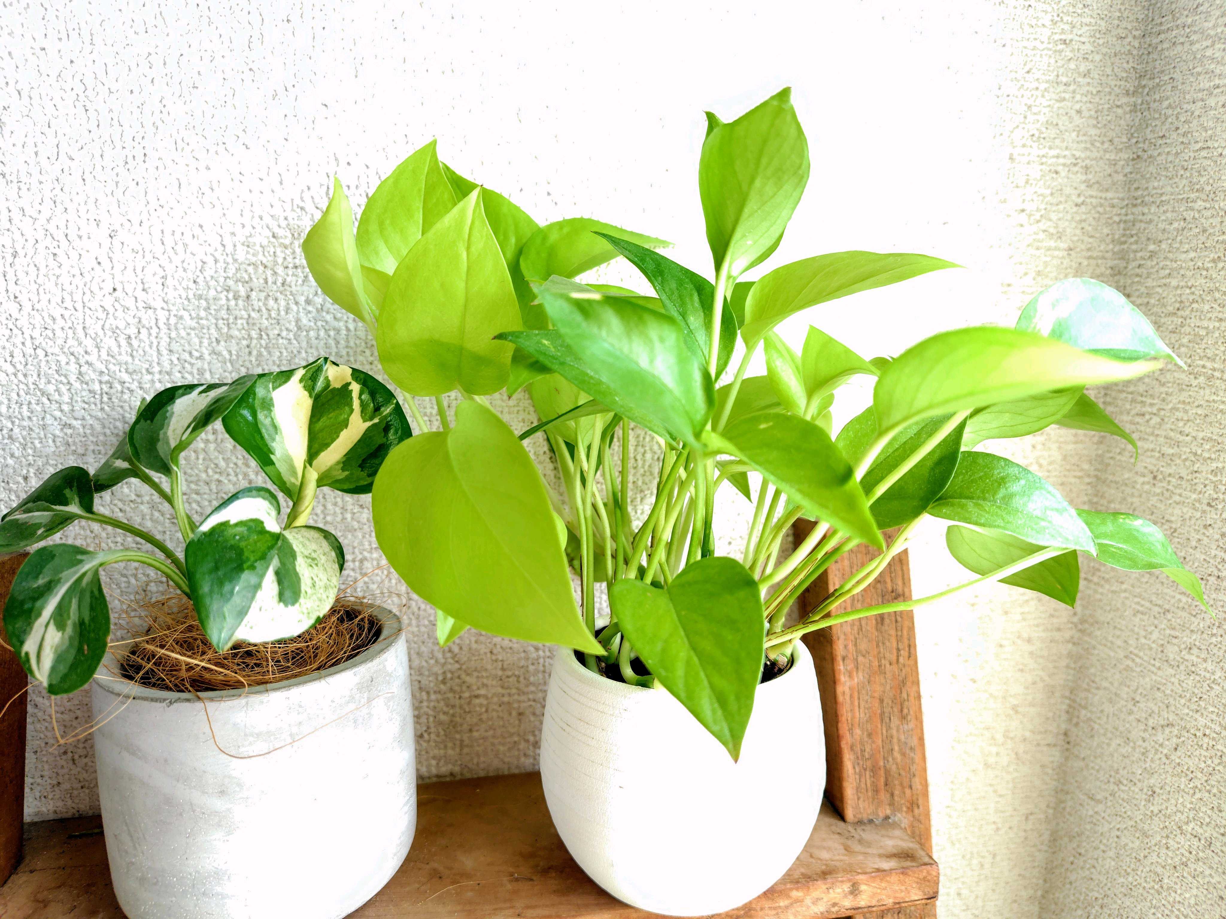 ポトスライムコンパクトの一覧｜🍀GreenSnap（グリーンスナップ）