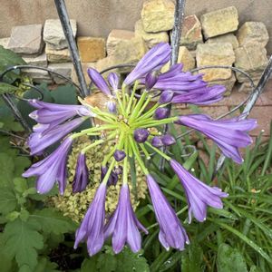 アガパンサス,夏の庭,ガーデニング,フロントガーデン,宿根草♪の画像