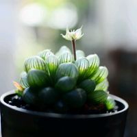 ハオルチア オブツーサ,花仔(はなこ),多肉植物,ハオルチア属,テラスの画像