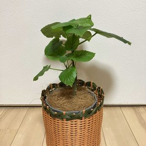 ウンベラータ,フィカス　ウンベラータ,観葉植物,鉢植え,ガーデニングの画像