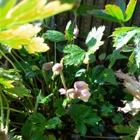 エーデルワイス,クレマチス ソシアリス,アネモネ ワイルドスワン,グレビレア  ピーチ&クリームの画像