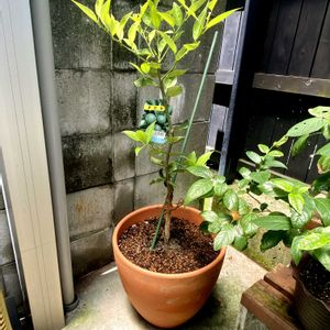 すだち,すだち,テラコッタ,ガレージの画像