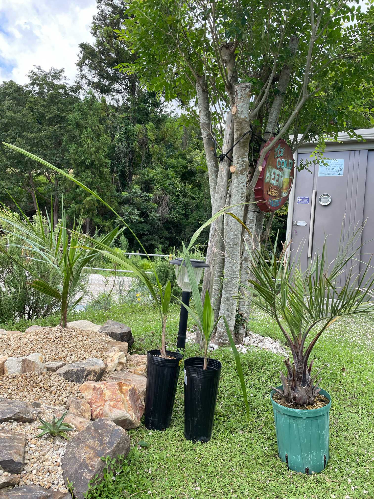 ミュールパーム成長記録 不定期更新予定｜🍀GreenSnap（グリーンスナップ）